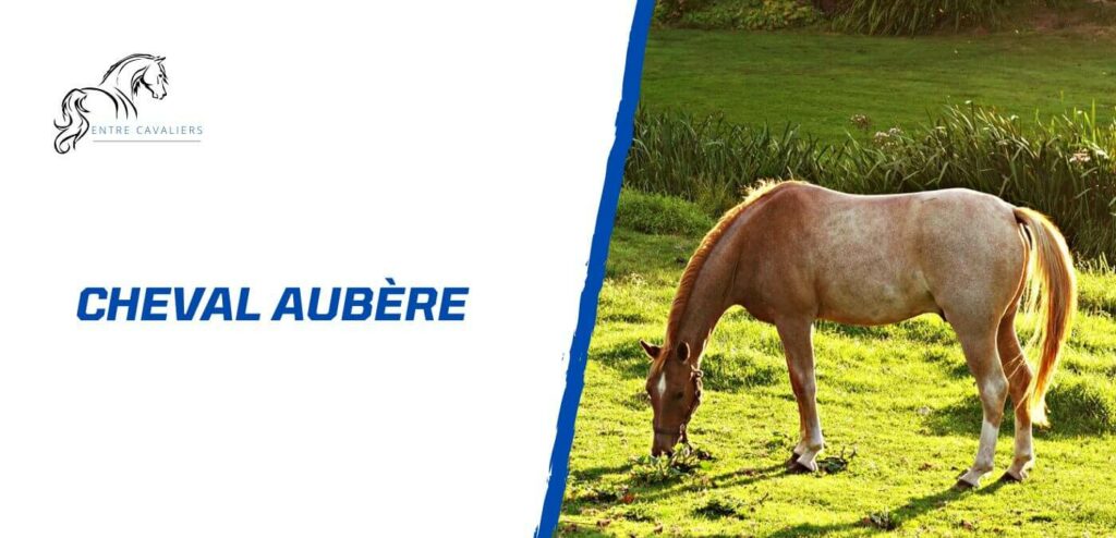 La robe du cheval Un guide detaille Entre Cavaliers