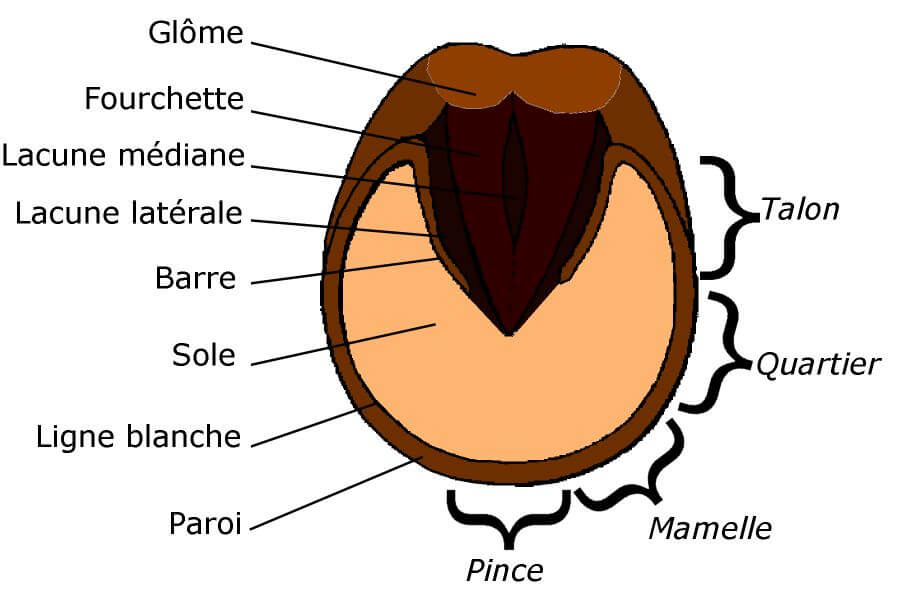 glome cheval