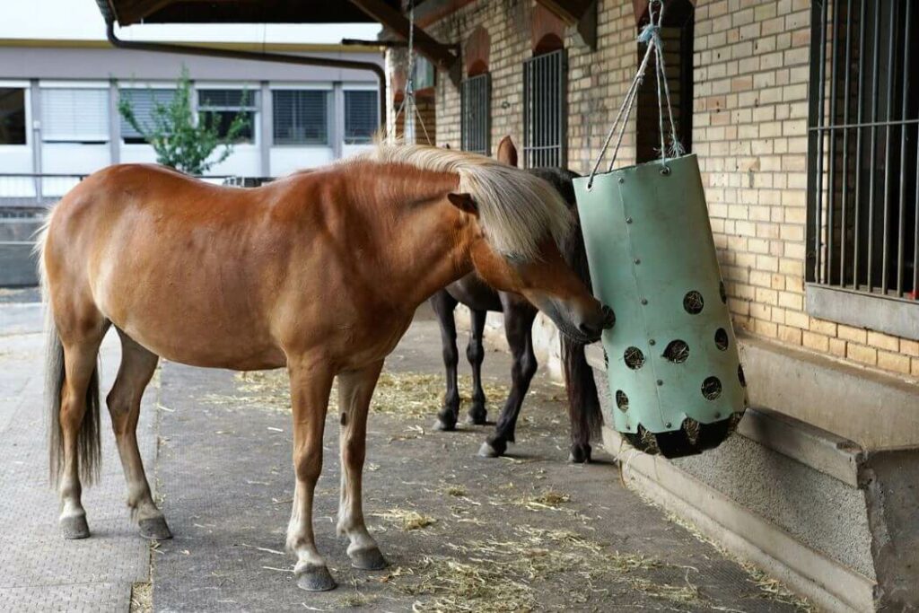 slow feeding cheval