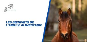 Lire la suite à propos de l’article Les bienfaits de l’argile alimentaire pour le cheval