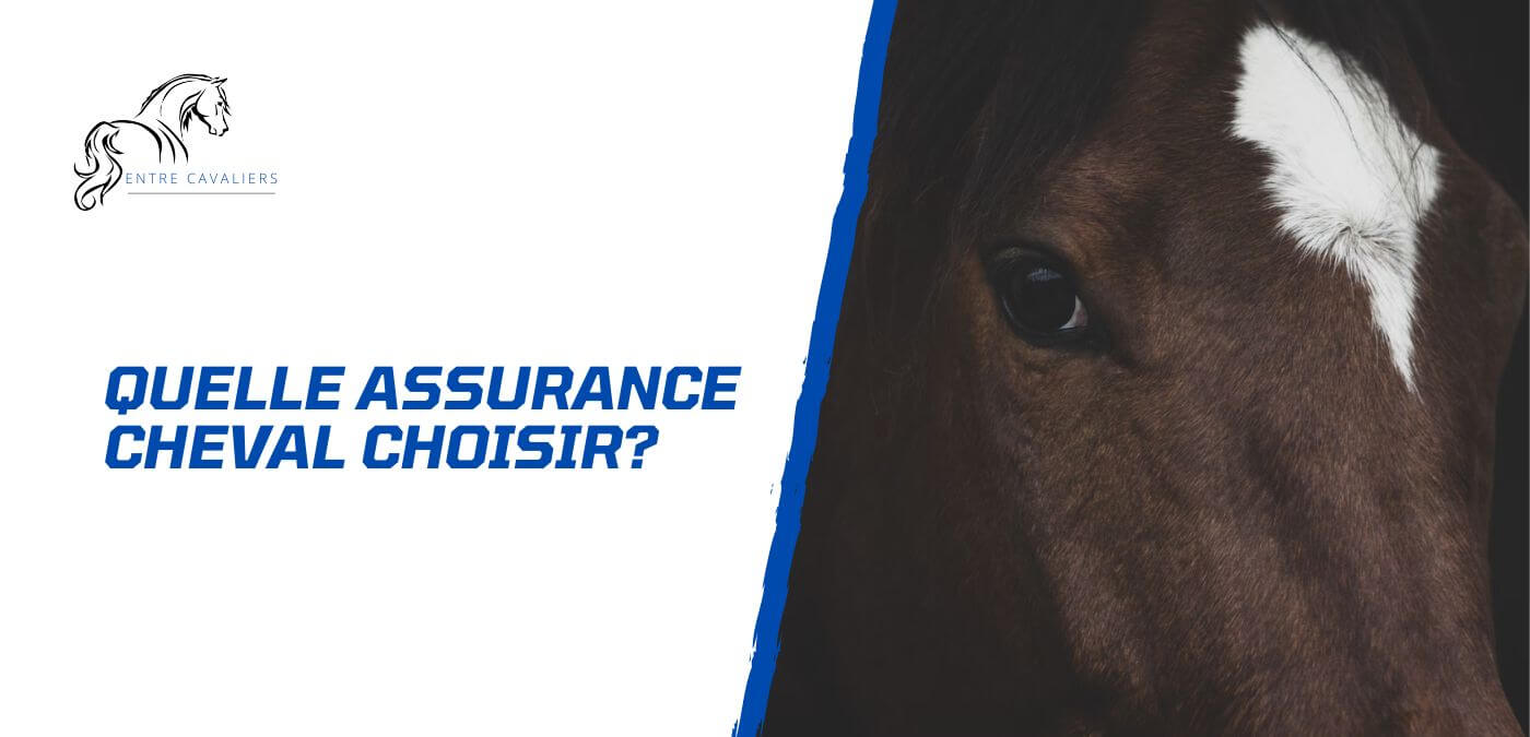 You are currently viewing Comment choisir son assurance cheval? Conseils d’experts