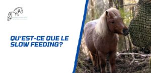 Lire la suite à propos de l’article Pourquoi et comment adopter le slow feeding pour son cheval?