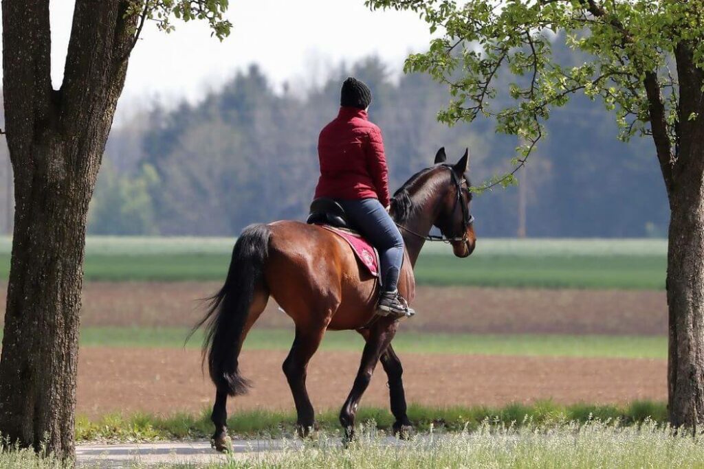 trotting à cheval