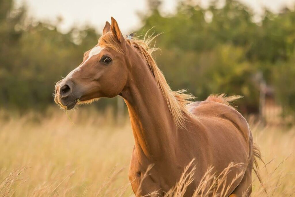 Le cheval alezan Entre simplicite et richesse des nuances