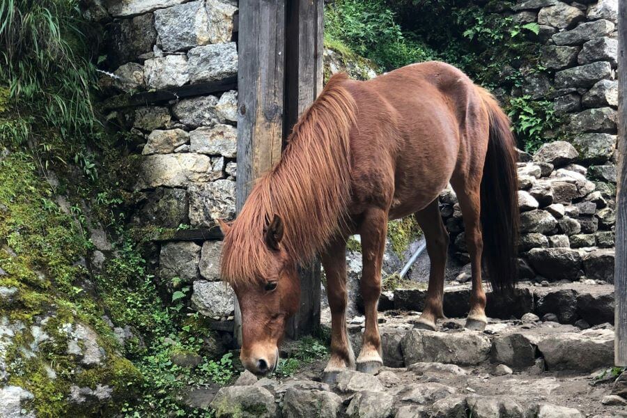 cheval alezan foncé