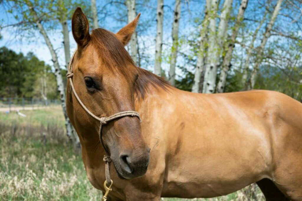 cheval café au lait