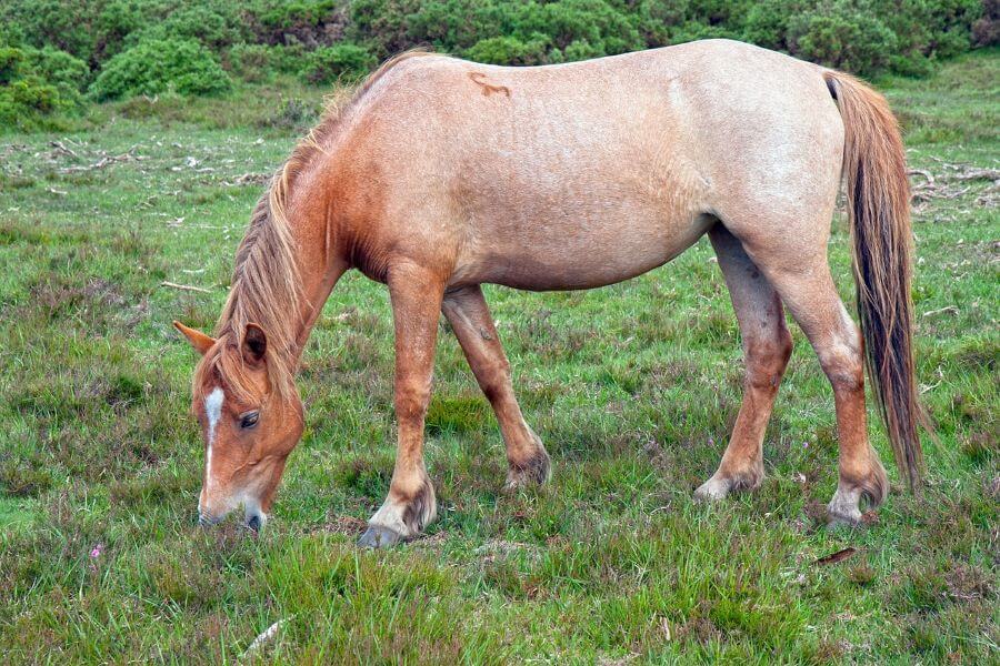 cheval aubère