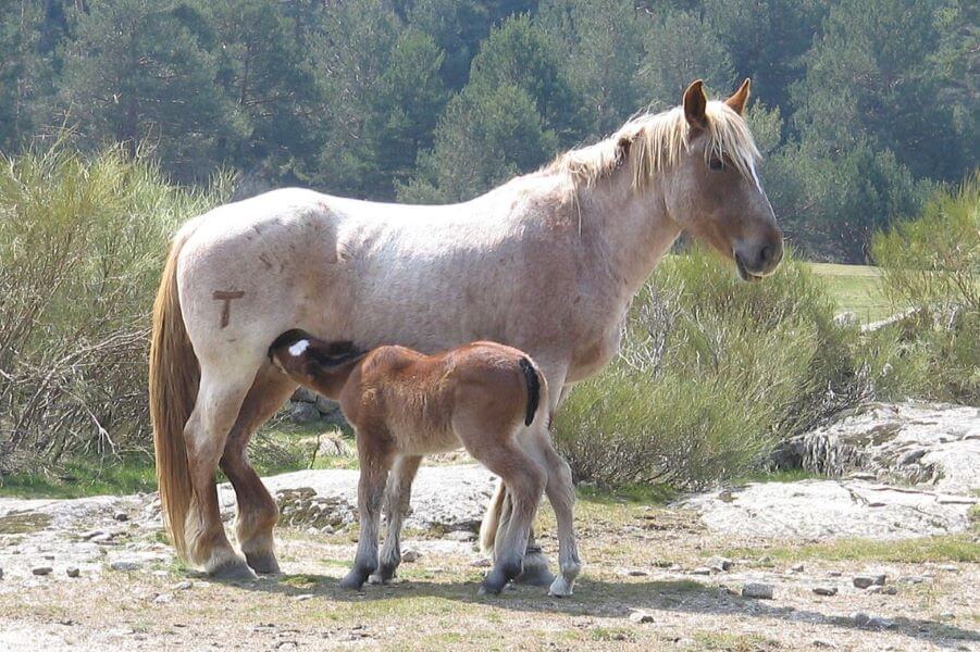 cheval aubère clair