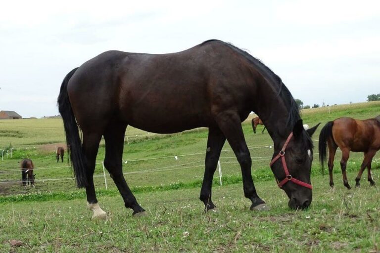 Le cheval bai - Découverte d’une robe incontournable