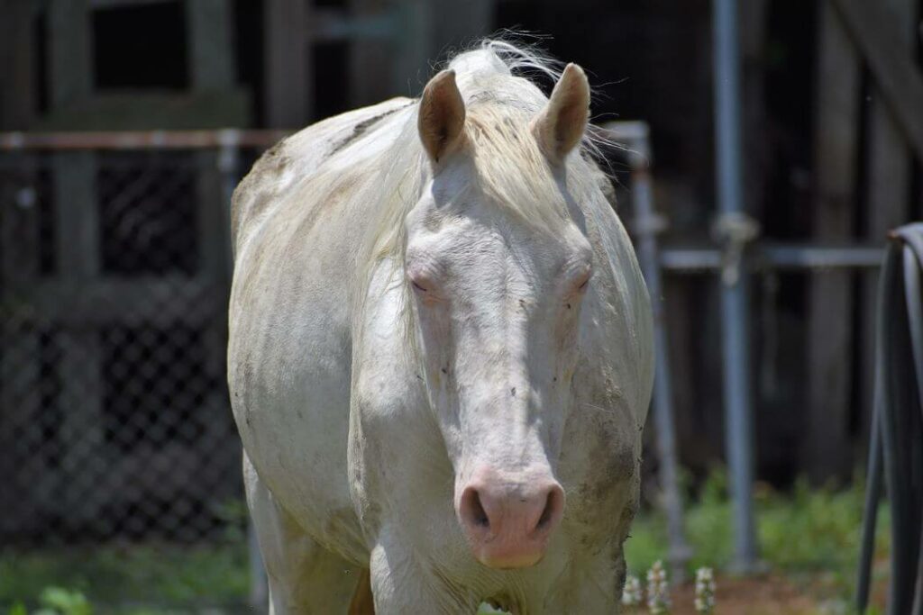 robe chevaux blancs