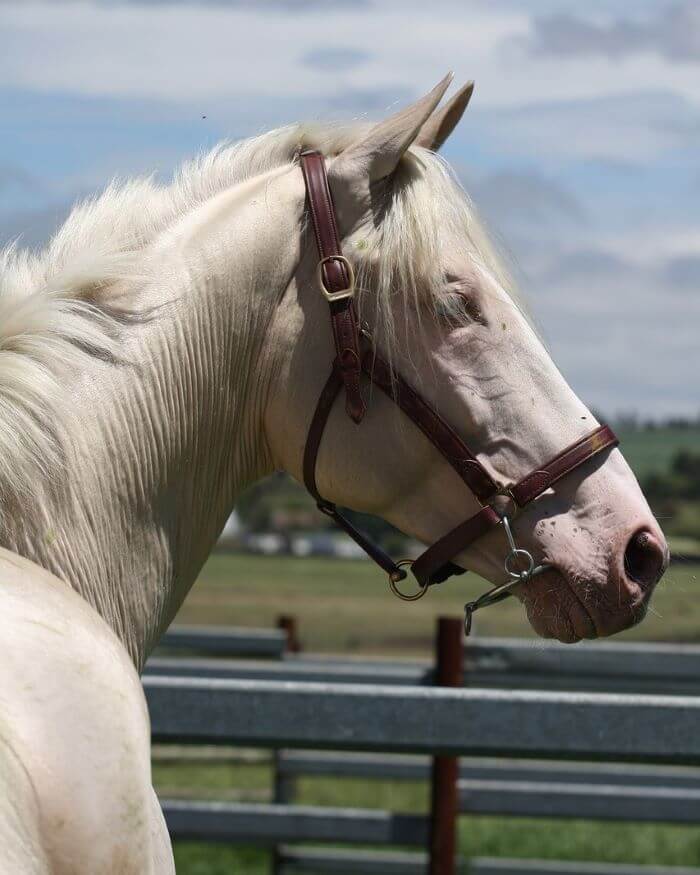 cheval cremello