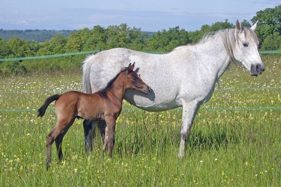 Le cheval gris Une transformation unique de la robe