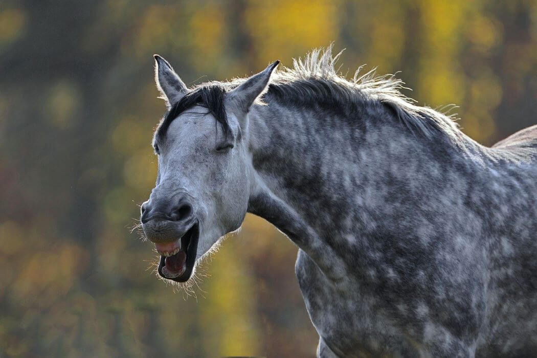 Le cheval gris Une transformation unique de la robe