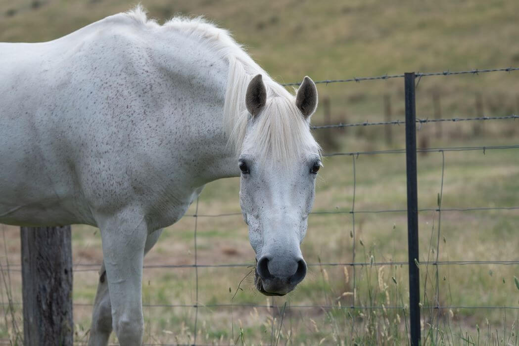 Cheval gris fer best sale