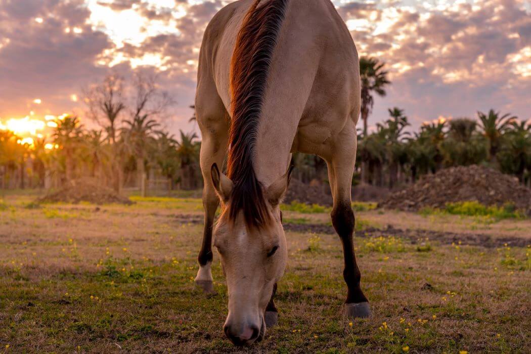 cheval isabelle