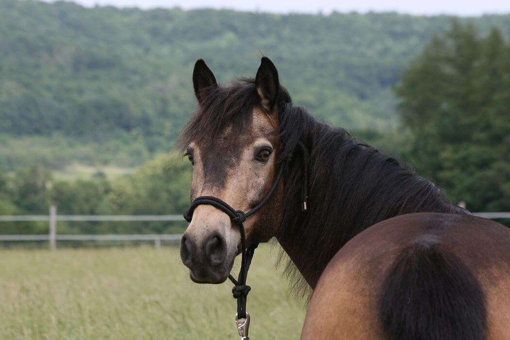 cheval isabelle fumé