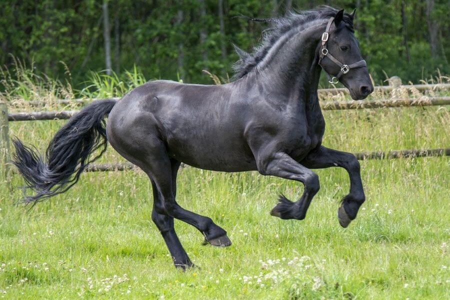 cheval noir