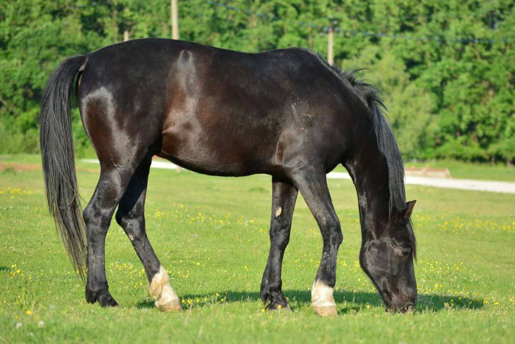 cheval noir pangaré