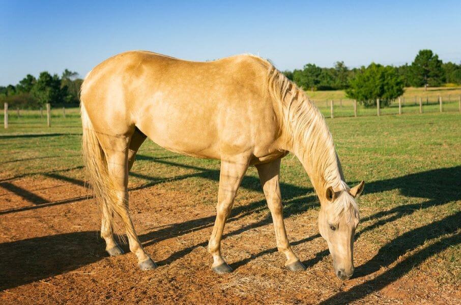 Le cheval palomino La robe doree qui fascine le monde