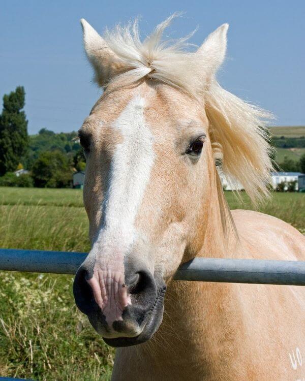 cheval palomino clair