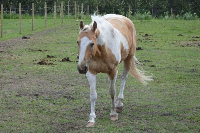 cheval-pie-quand-la-g-n-tique-dessine-des-uvres-vivantes