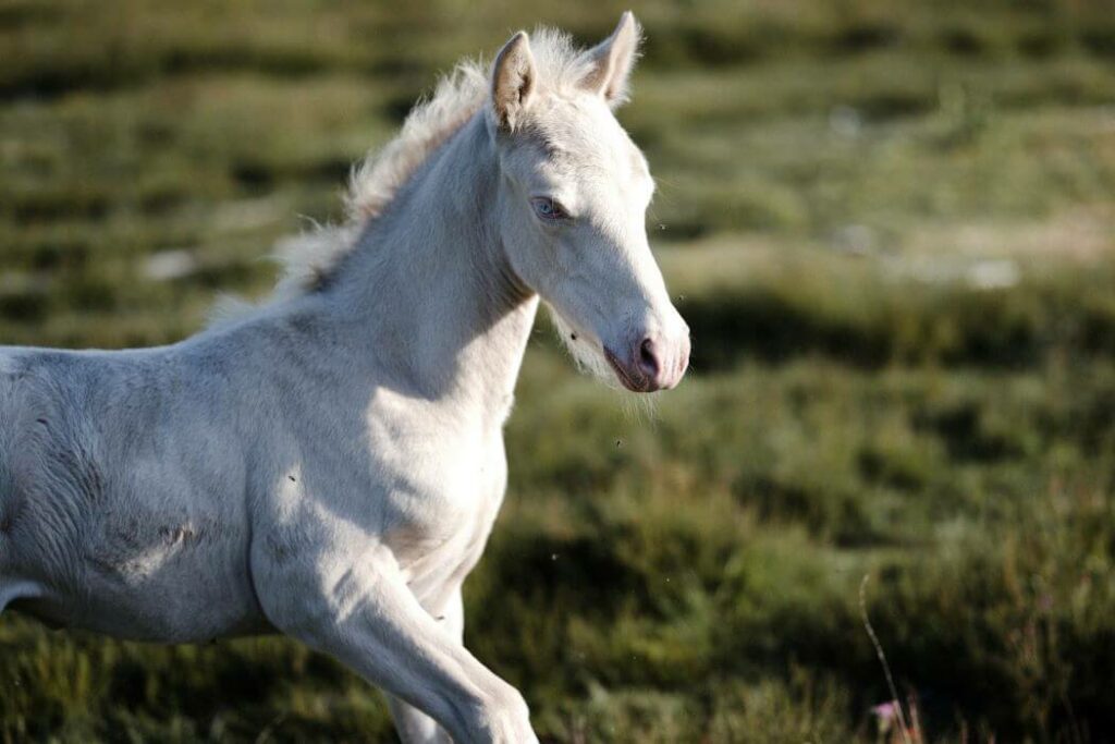 vrai cheval blanc