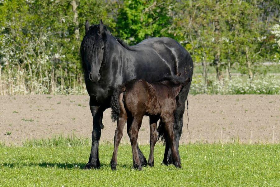 chevaux noirs