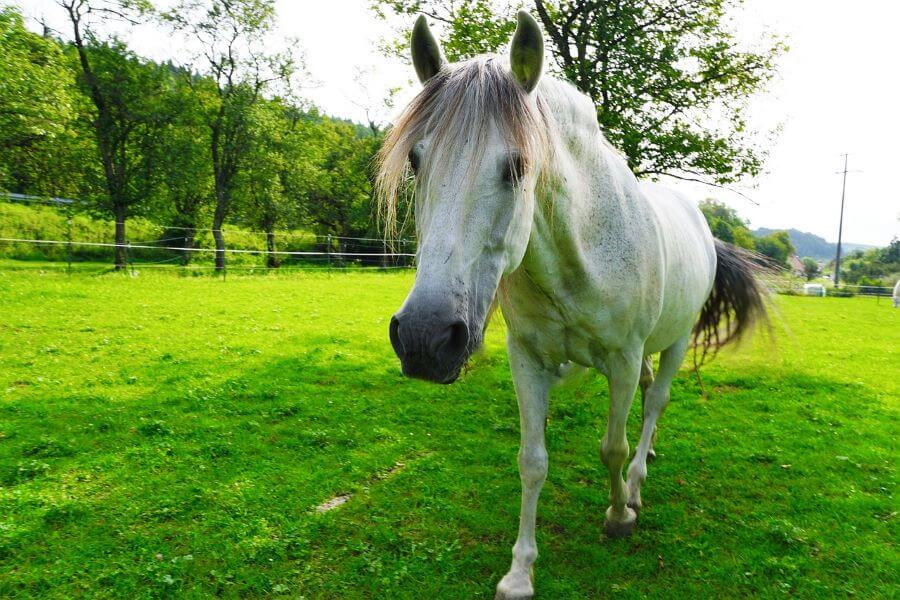 équarrissage chevaux