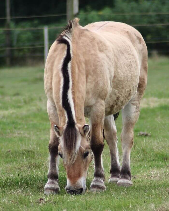 chevaux isabelle