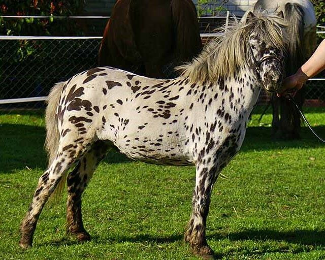 poney appaloosa