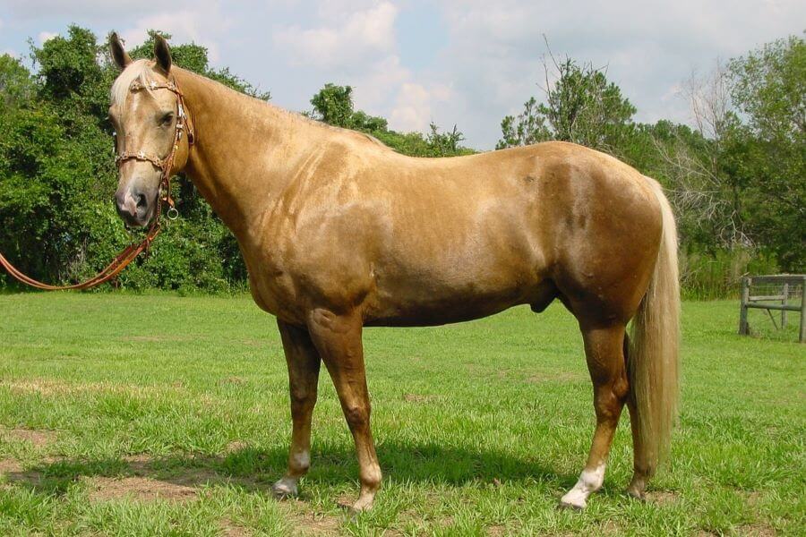 cheval palomino doré