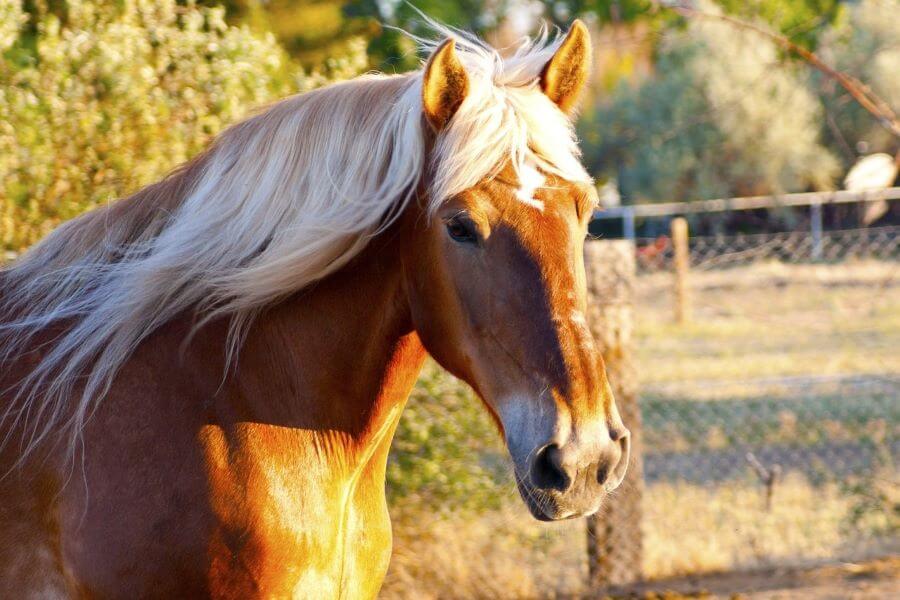 cheval palomino foncé