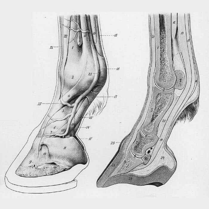 anatomie du pied du cheval