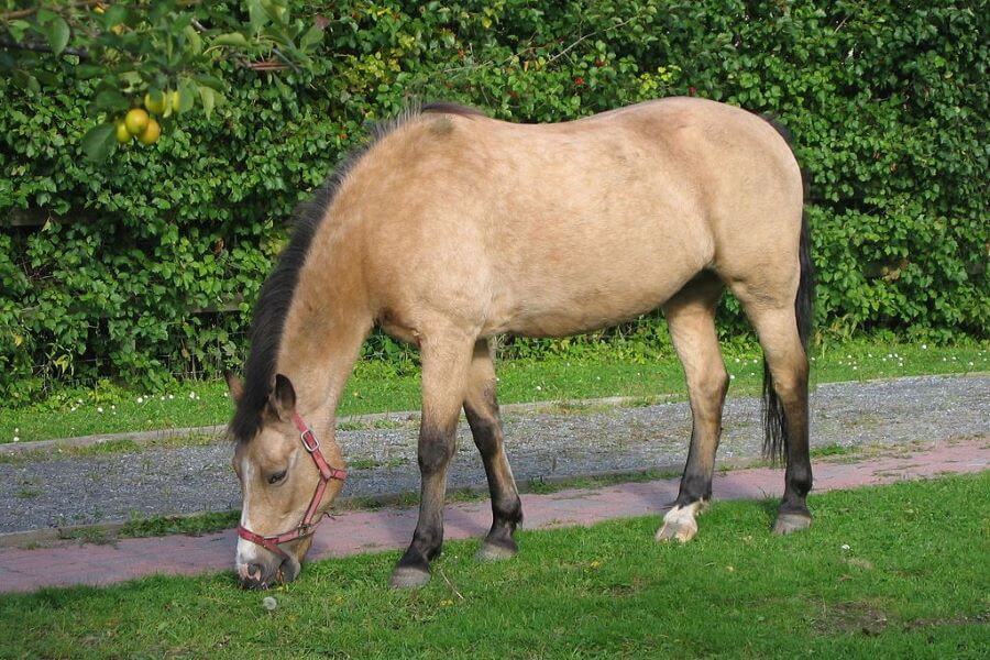 Cheval couleur isabelle hotsell