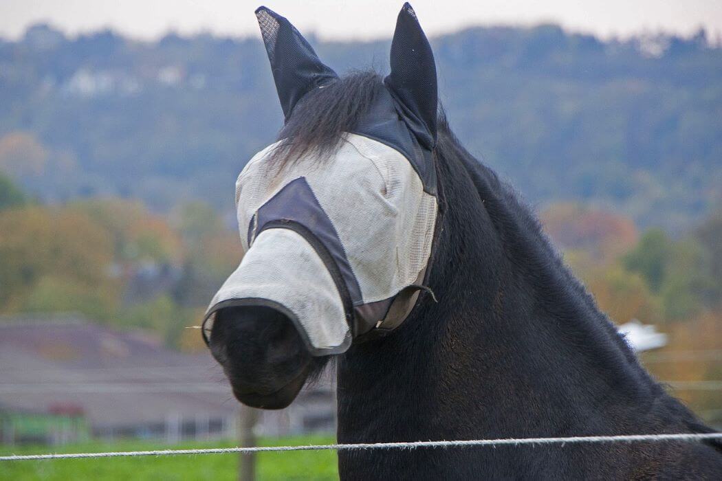 protection yeux cheval