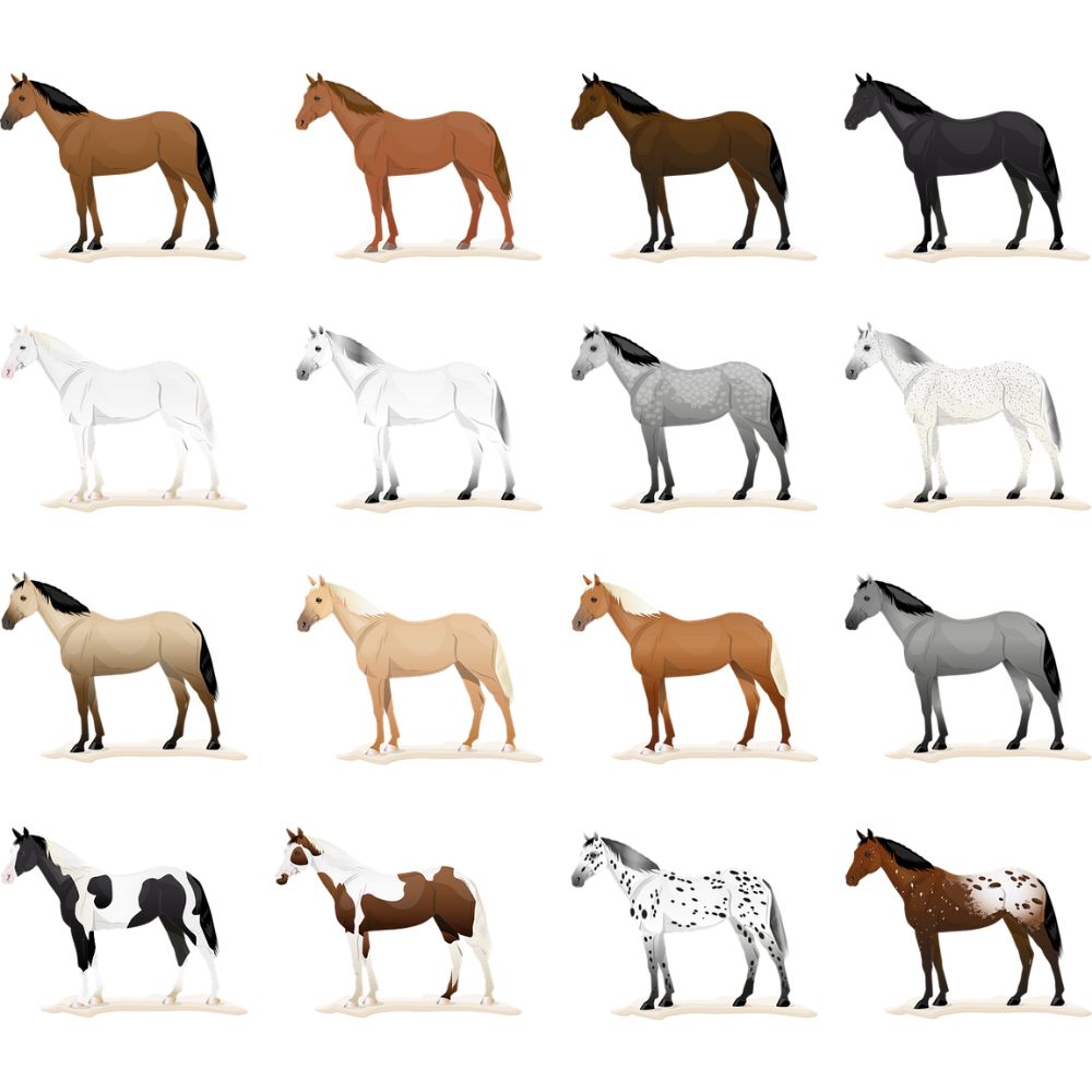 La Robe Du Cheval Un Guide D taill Entre Cavaliers