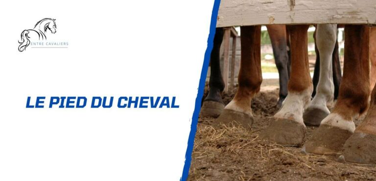 Lire la suite à propos de l’article L’importance des soins pour le pied du cheval