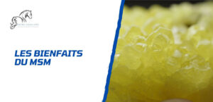 Lire la suite à propos de l’article Tout savoir sur le MSM pour le cheval