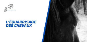 Lire la suite à propos de l’article L’équarrissage du cheval – Que faire après un décès?