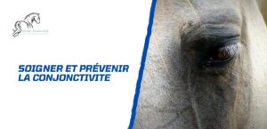 Lire la suite à propos de l’article Comment soigner et prévenir la conjonctivite chez le cheval?