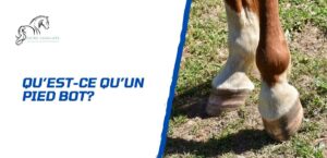 Lire la suite à propos de l’article Que faire si un cheval a un pied bot?