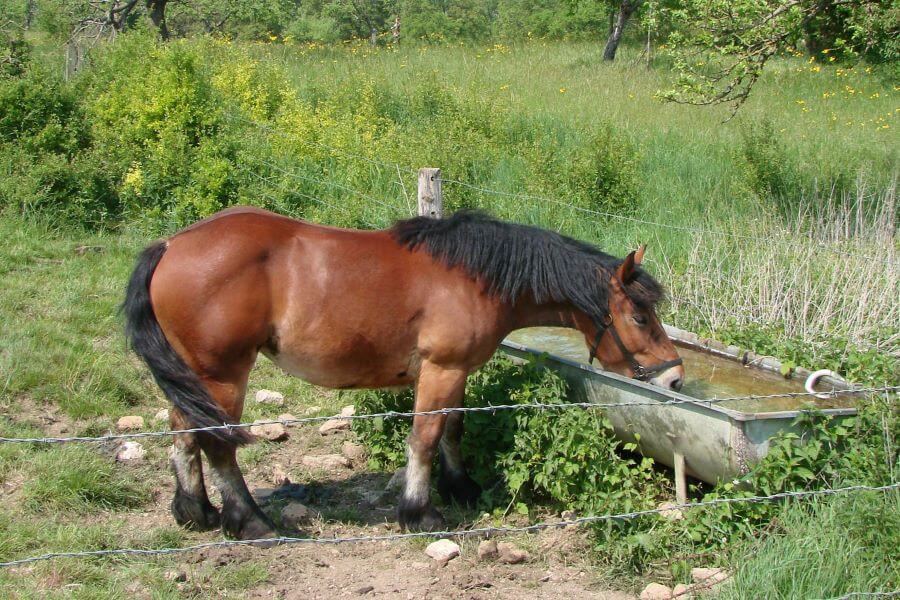 cheval ardennais