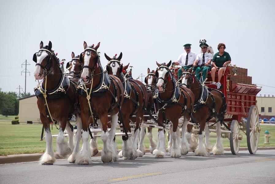 chevaux clydesdales