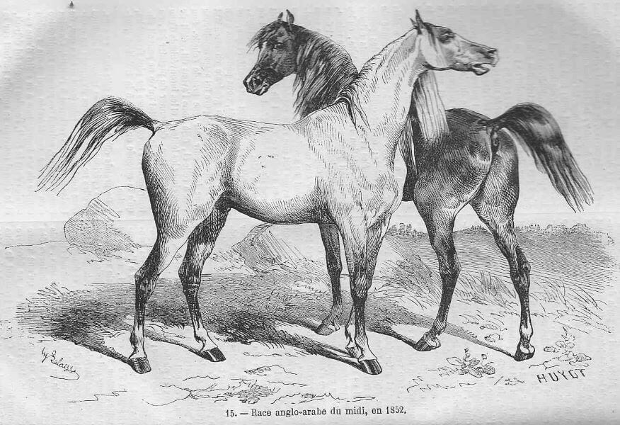 cheval anglo arabe