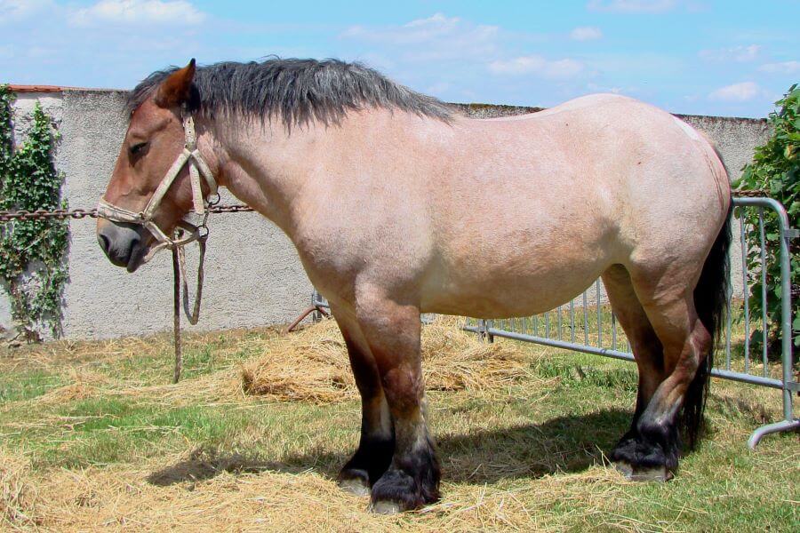 cheval de trait ardennais