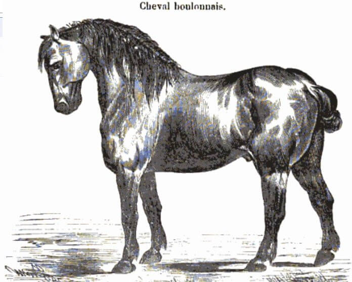 cheval boulonnais