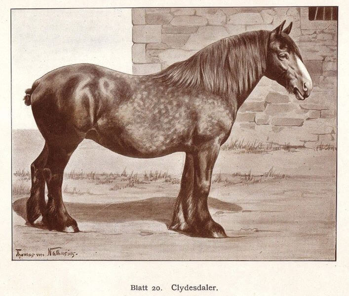 cheval clydesdale