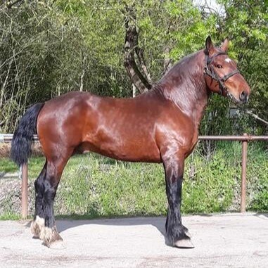 cheval cob normand