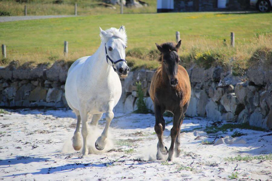 poneys connemara