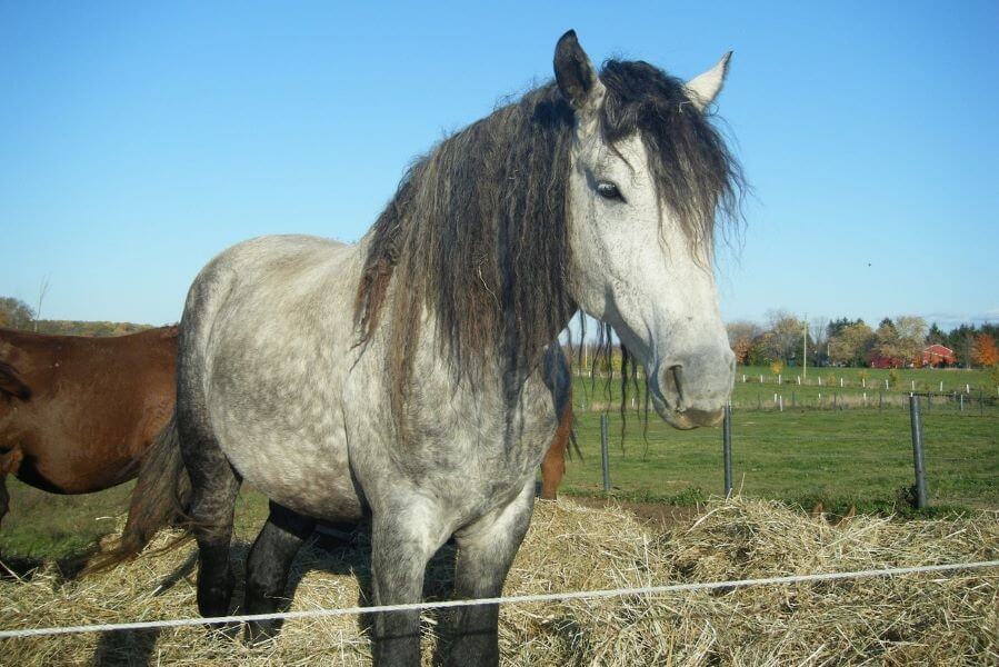 cheval curly